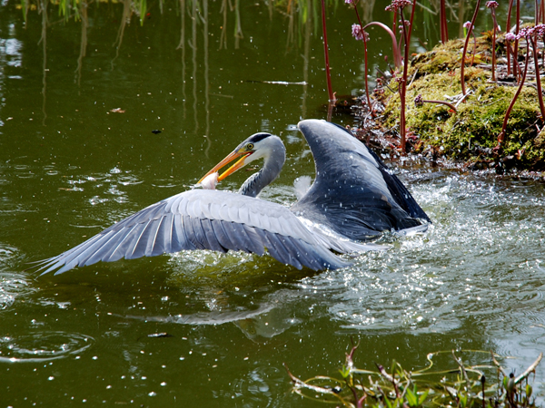 We can advise on aerial predators, or aid in the construction of bird-watching hides.